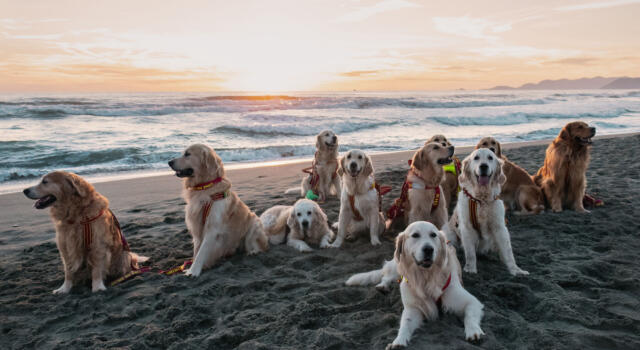 Scuola Italiana Cani Salvataggio, i numeri della stagione appena conclusa