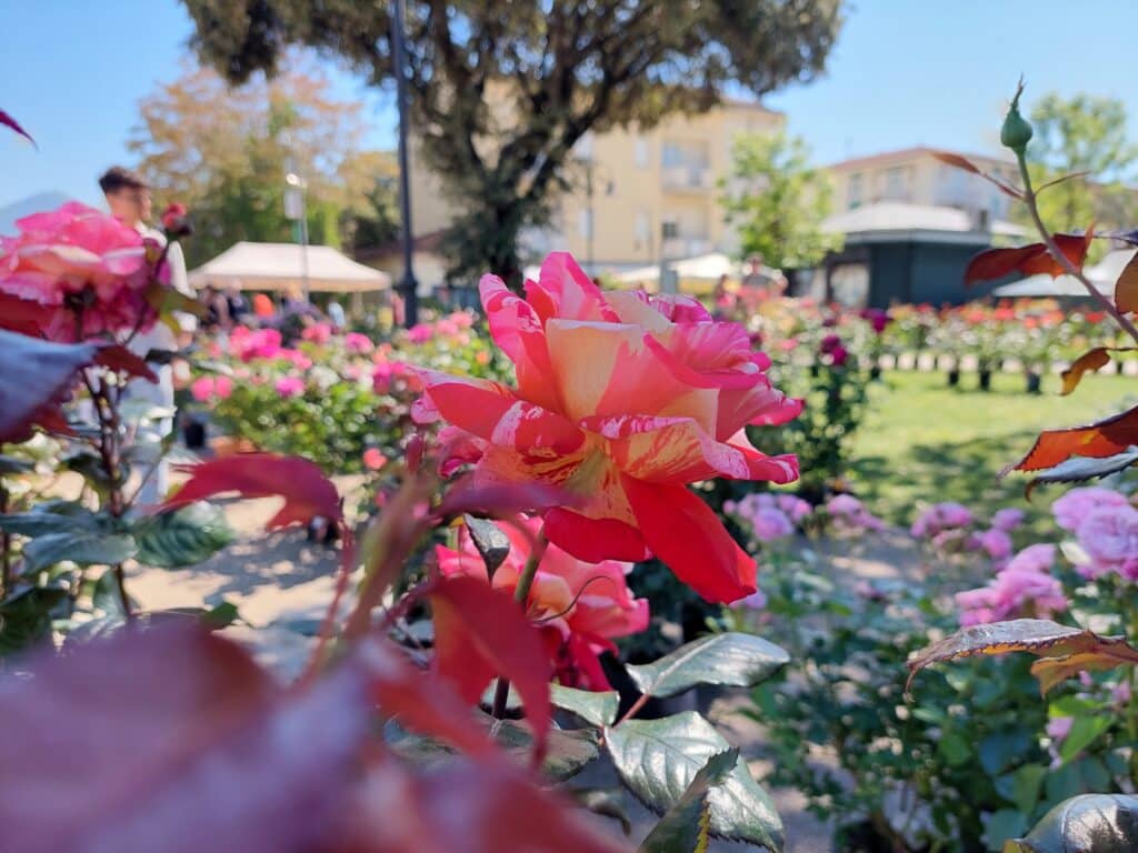 marina in fiore 1