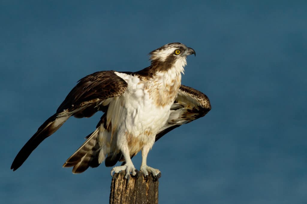 Falco pescatore_foto di Pietro Fadda