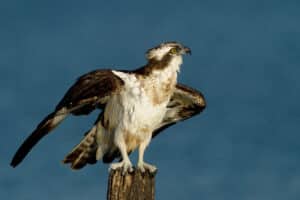 Falco pescatore_foto di Pietro Fadda