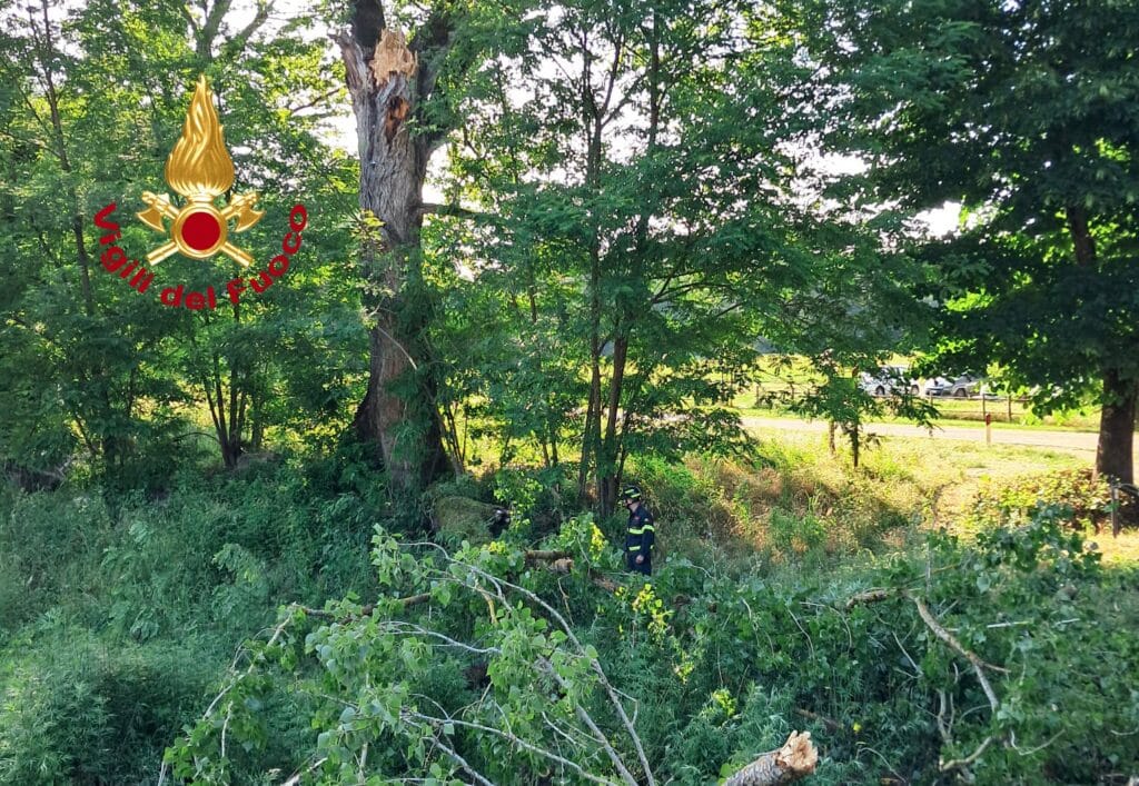 Ramo, albero, vigili del fuoco