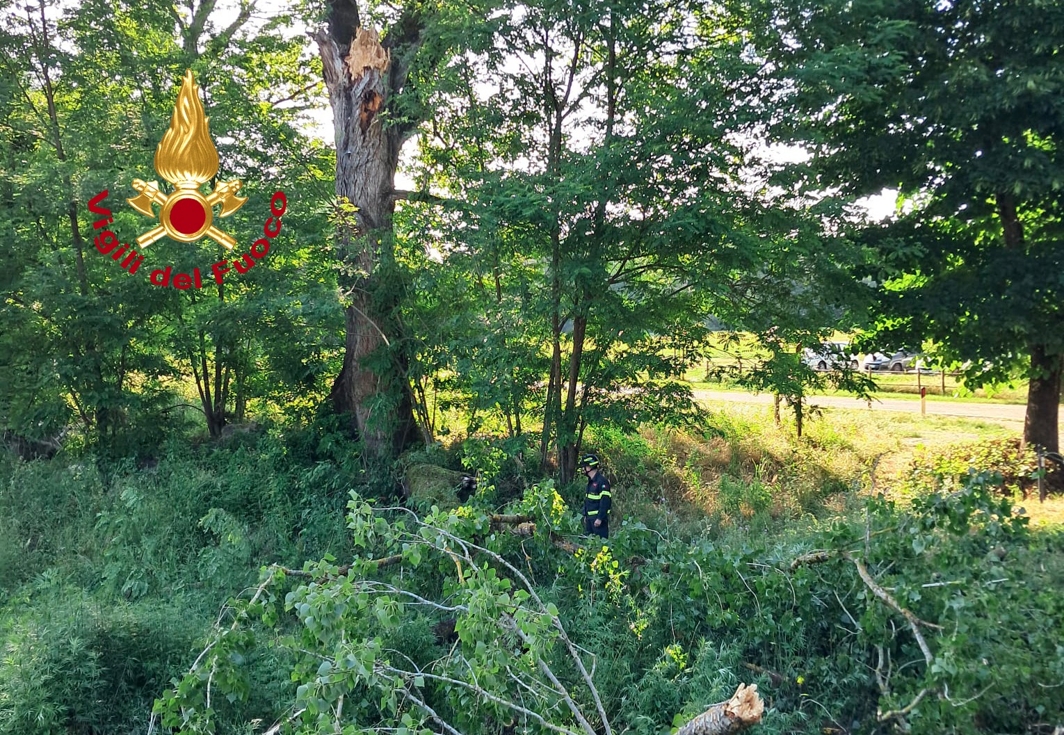 Ramo, albero, vigili del fuoco