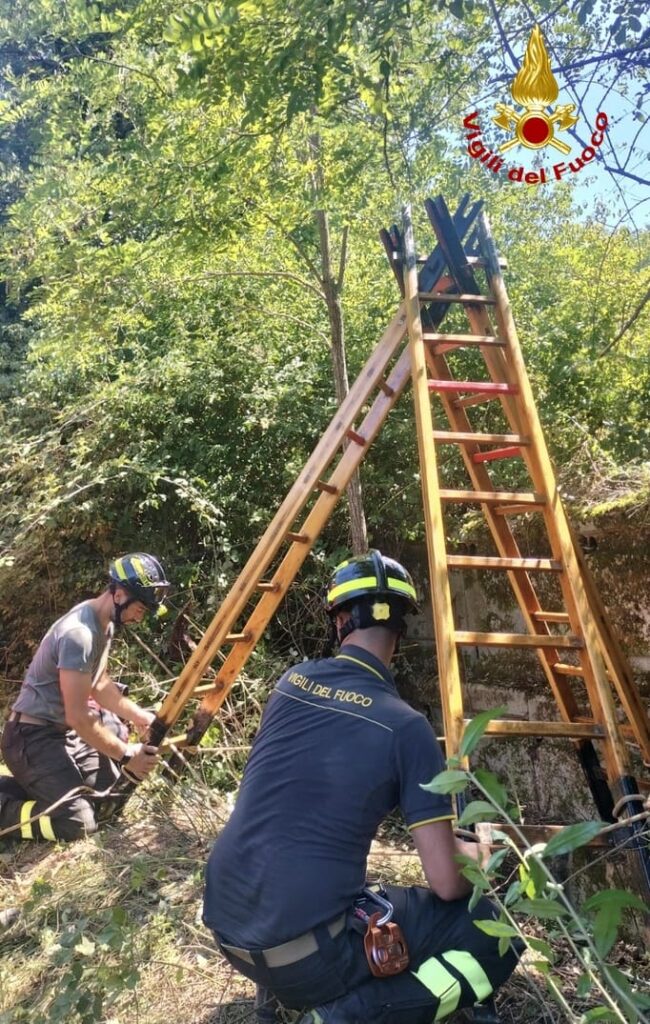 salvataggio daino