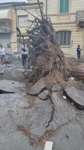 Difeso per mesi, il pino di Sant’Andrea crolla su un’auto