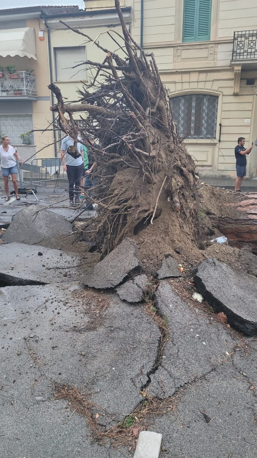 Difeso per mesi, il pino di Sant’Andrea crolla su un’auto