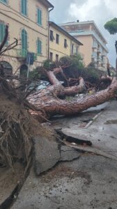 Difeso per mesi, il pino di Sant’Andrea crolla su un’auto