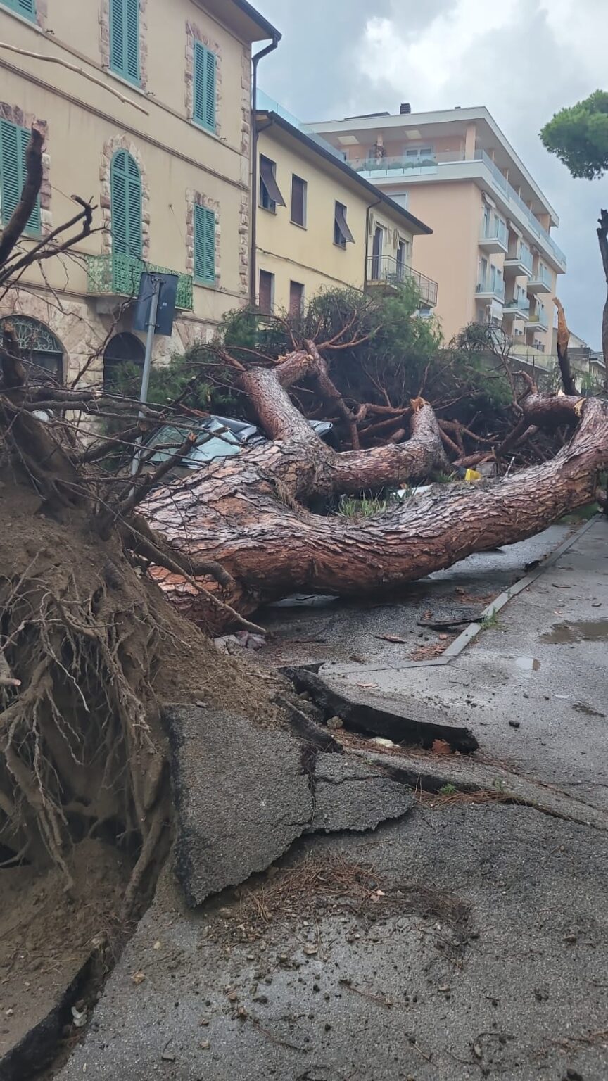 Difeso per mesi, il pino di Sant’Andrea crolla su un’auto