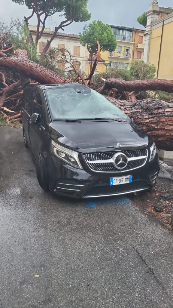 Difeso per mesi, il pino di Sant’Andrea crolla su un’auto
